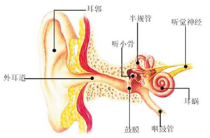 长期耳鸣治疗